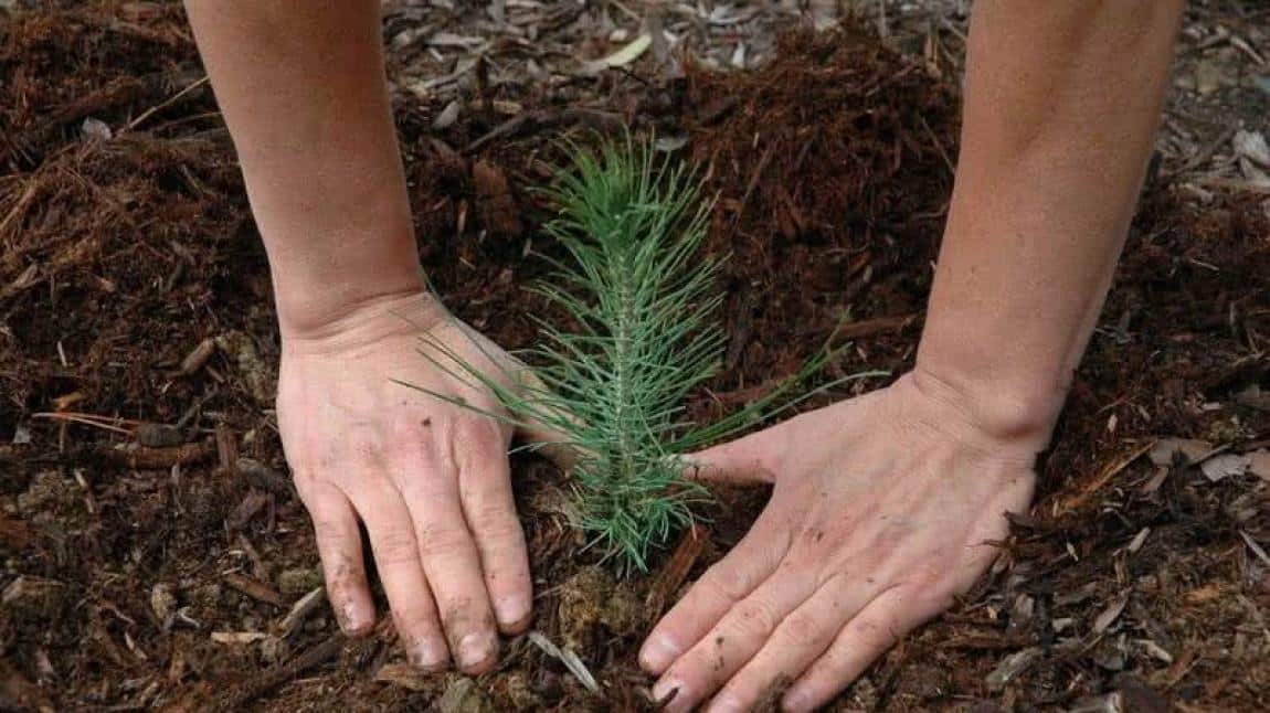 11 Kasım Millî Ağaçlandırma Günü Münasebetiyle Ağaç Dikimi Yapıldı